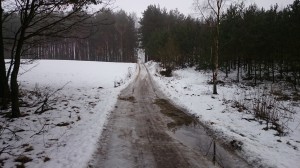 leśna droga do Bukowin